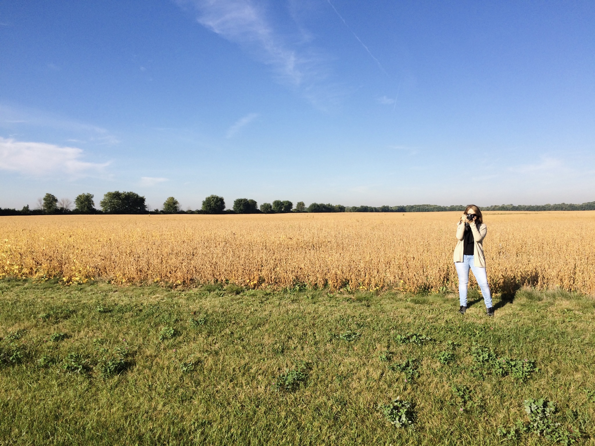 viajes arquitectura chicago illinois plano trigal paisaje amarillo fotografía farnsworth mies van der rohe