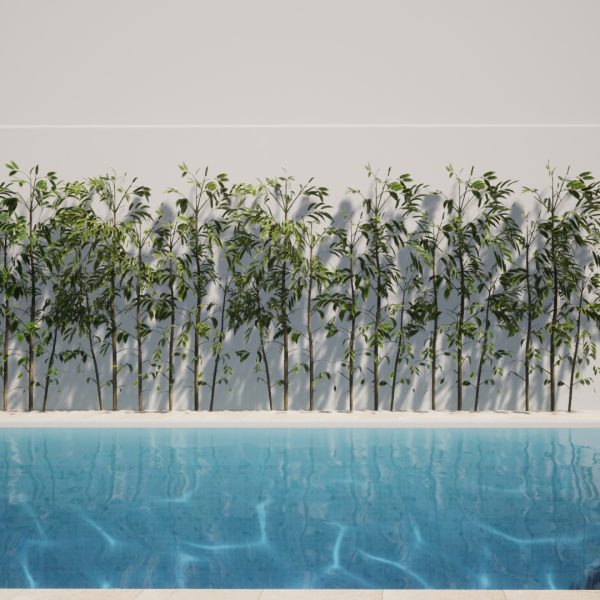 diseño vivienda unifamiliar casa segado arquitectos piscina sol ducha solarium bambú vegetación luz blanco