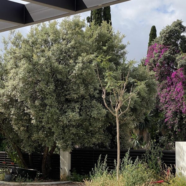 segado arquitectos proyecto córdoba brillante paisaje vegetación autóctona lujo pérgola patio